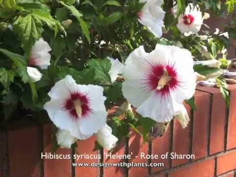 how to transplant hibiscus syriacus