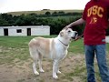 Ovcharka Albai CAO Massive Dogs Mateing