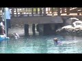 Dolphin Swim - One Foot Push