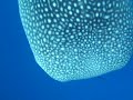 Elphinstone Reef Video