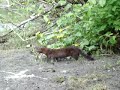 hungry mink