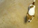 天才犬!?Σd(゚∀゚d) (A genius dog!?)Youtube(ユーチューブ・ゆーちゅーぶ)・Dailymotion動画