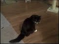 Passing time during the serious California storm ....Cats – Tango, Chinese Style. &nbsp;A combination of traditional Chinese instruments with a minor accent of Japanese music, violins and more...