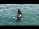Hector Dolphin