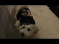 Gambit gets a sweater
