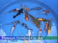 Blackwater Creek: Premium Koi 4-6\" Blackwater Creek: Premium Koi 4-6\"