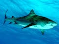 SharkDiver.com Tiger Sharks-Bahamas 2006