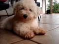 Bichon Frise filhote - Descanso - Parte 2 [16 Segundos]