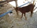 Rocky versus Rambo