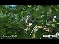 Crysis Trailer