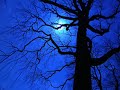 Dark Shadows-One Night...