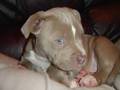 Blue Fawn pitbull puppy 4 sale