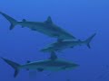 Rangiroa Sharks