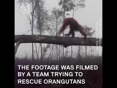 Shocking footage shows an orangutan fighting against a bulldozer to protect the final tree