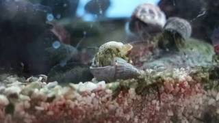 貝殻の奪い合い