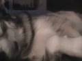 videos de Snore much???