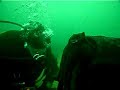 Giant cuttle kiss