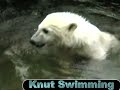 Knut swimming
