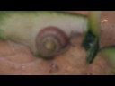 Snails