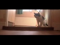 Tiggy the talking hello Cat talks close up, proof its real!