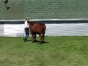 2008 Steele County 4-H Achievement Days-20