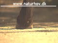 Real time Hoofmechanism Icelandic horse gate toelt - tilt - tølt Real time Hoofmechanism Icelandic horse gate toelt - tilt - tølt