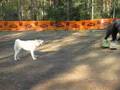 Itäsiperianlaika Orismalikan Laikku 7kk ja konekarhu Pena