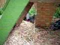 videos de Hens pecking