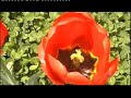 Tibetan song Sa To Drolma by Gongbo Dondrob
