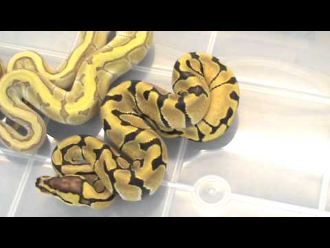 YouTube reptile video