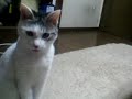 [ネコ]見事なまでの「ポカン顔」猫がかわいい。のサムネイル