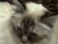 videos de Video 73