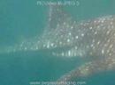 Mozambique Whale Sharks 2-4