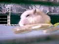 hamster easting beansprouts