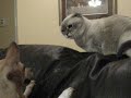 Munchkin cat fights Chihuahua dog surprise attack Munchkin cat fights Chihuahua dog surprise attack