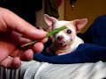 NALA Pt. 2 aloe addicted