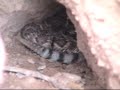 Identify the Rattlesnake: Mojave or Diamondback?