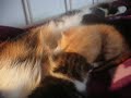 My kittens