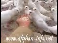 Afghanistan - Mazar-e-sharif