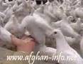Afghanistan - Mazar-e-sharif
