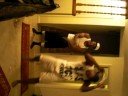 dee and jj bobby b