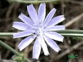 Hundreds of Cyprus plant species - go out and see them Hundreds of Cyprus plant species - go out and see them