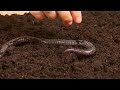 See Video