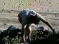 Lupa Escalador