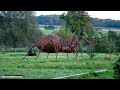 WORLD'S LARGEST SPIDER CAUGHT ON CAMERA!!!!