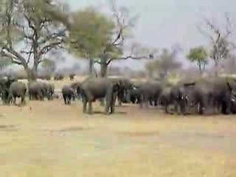 Elephants Hwange Zimbabwe Sep 2007
