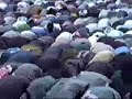 الامامية المجوس مشركين كفرة صفوية وهابية ارهابية نواصب مجسمة شيخ نصاب دجال مجلس محاضرة ندوة خطبة صلاة الجماعة شاي وهابي ...