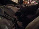howling-chihuahua.html