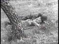 schweizer-grenadiere-im-2-weltkrieg.html