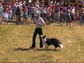 K9 Freestyle dog dancing show K9 Freestyle dog dancing show